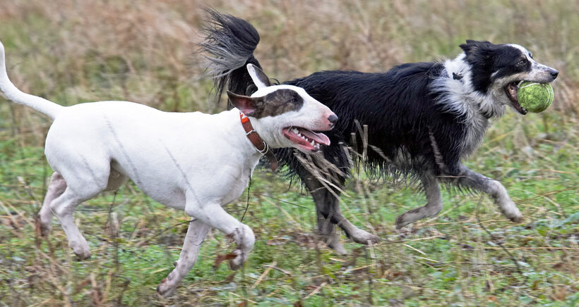 Ball, Border Collie, Chase, Collies, Dog, Dogs, English Bull Terrier, Mana, Play, Running, Stinky, Terriers, Tongue, Woodland