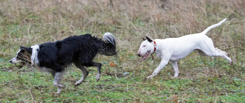 Ball, Border Collie, Chase, Collies, Dog, Dogs, English Bull Terrier, Mana, Play, Running, Stinky, Terriers, Woodland