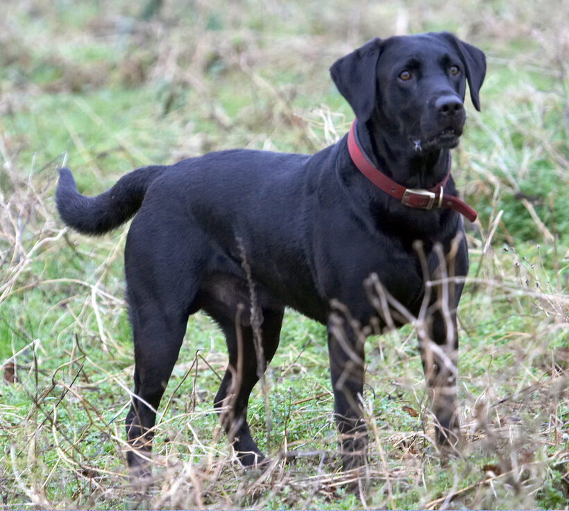 Ball, Dog, Dogs, Harvey, Labrador, Play, Woodland