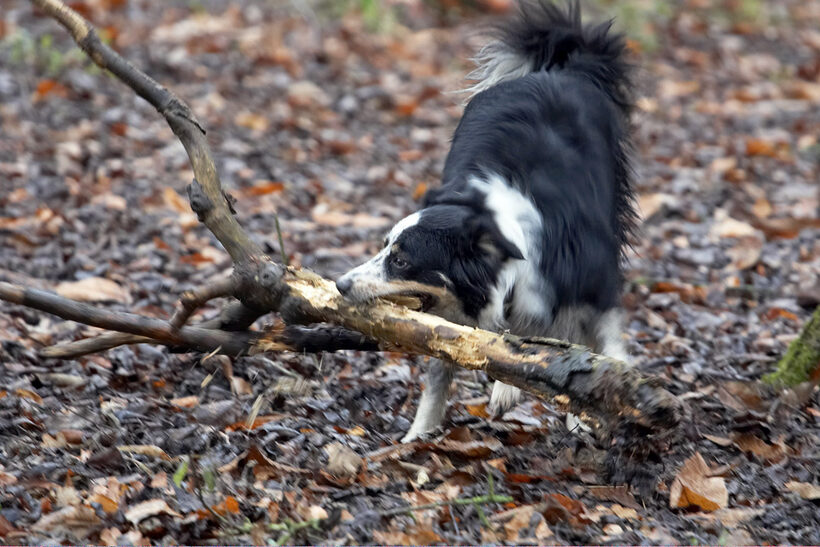 Ball, Border Collie, Collies, Dog, Dogs, Play, Stick, Stinky, Woodland