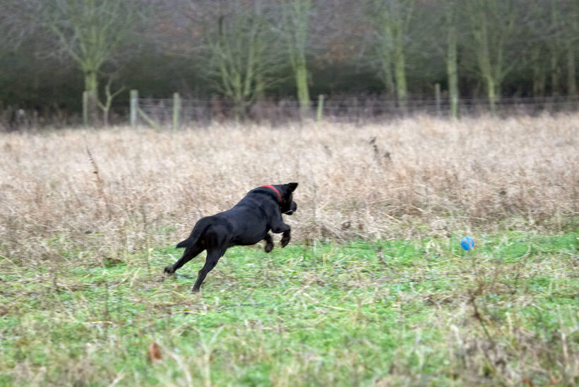 Ball, Dog, Dogs, Harvey, Labrador, Leaping, Play, Woodland