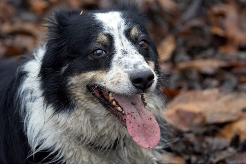 Ball, Border Collie, Collies, Dog, Dogs, Play, Stinky, Tongue, Woodland