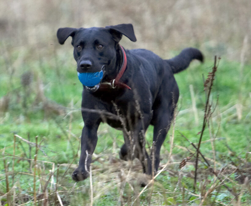 Ball, Dog, Dogs, Harvey, Labrador, Play, Woodland