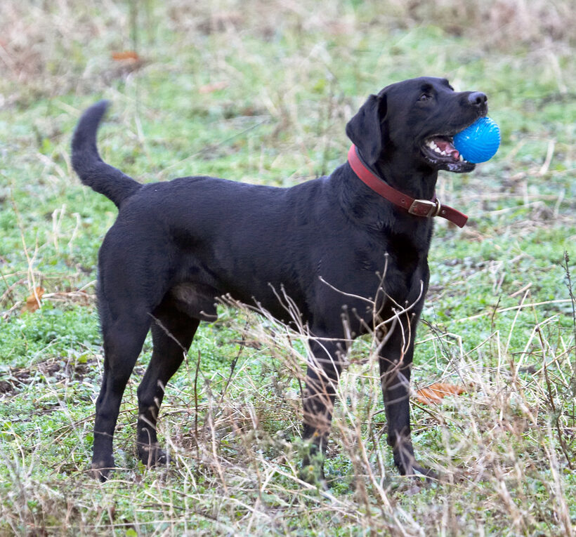 Ball, Dog, Dogs, Harvey, Labrador, Play, Woodland