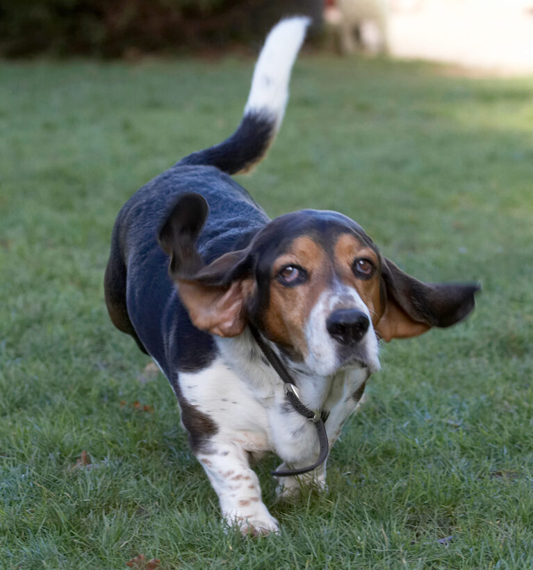 Bassett hound, Dog, Dogs, Humphrey