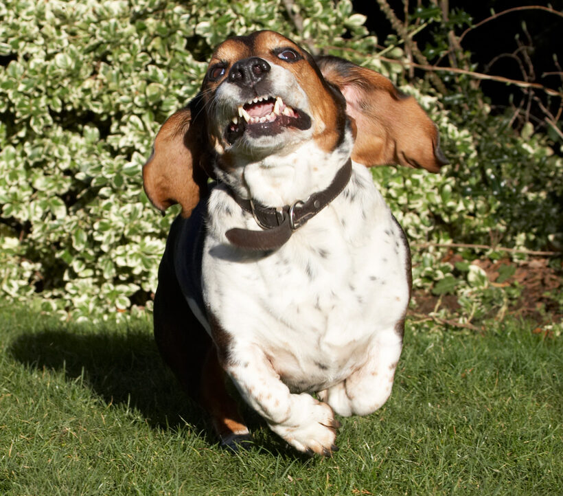 Bassett hound, Dog, Dogs, Humphrey