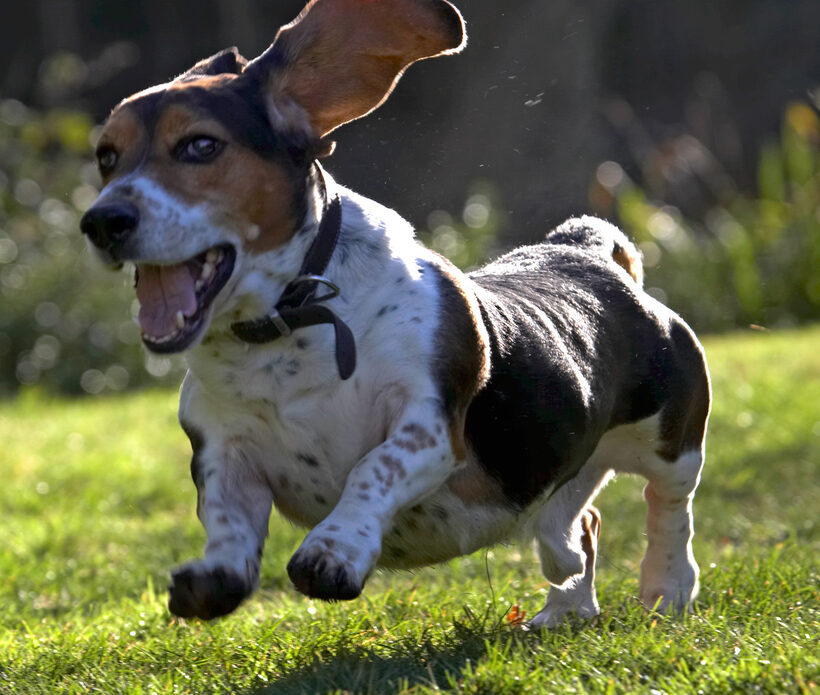Bassett hound, Dog, Dogs, Humphrey