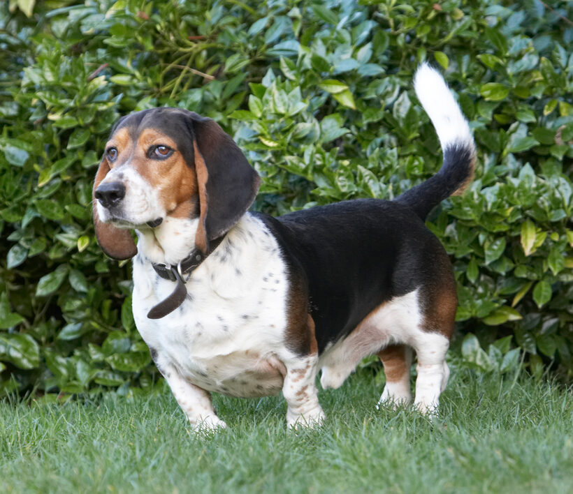 Bassett hound, Dog, Dogs, Humphrey