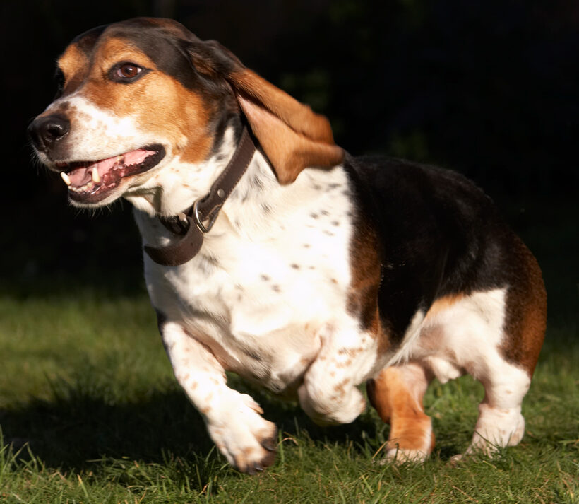 Bassett hound, Dog, Dogs, Humphrey