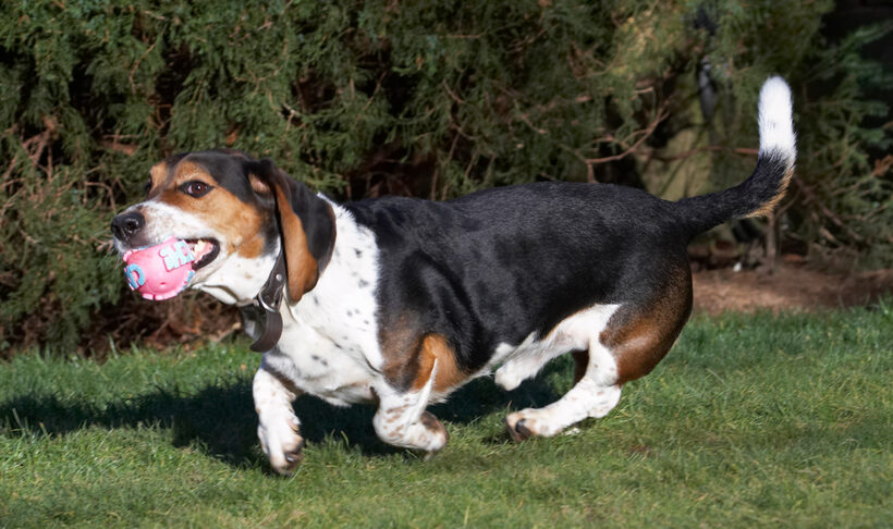 Ball, Bassett hound, Dog, Dogs, Humphrey