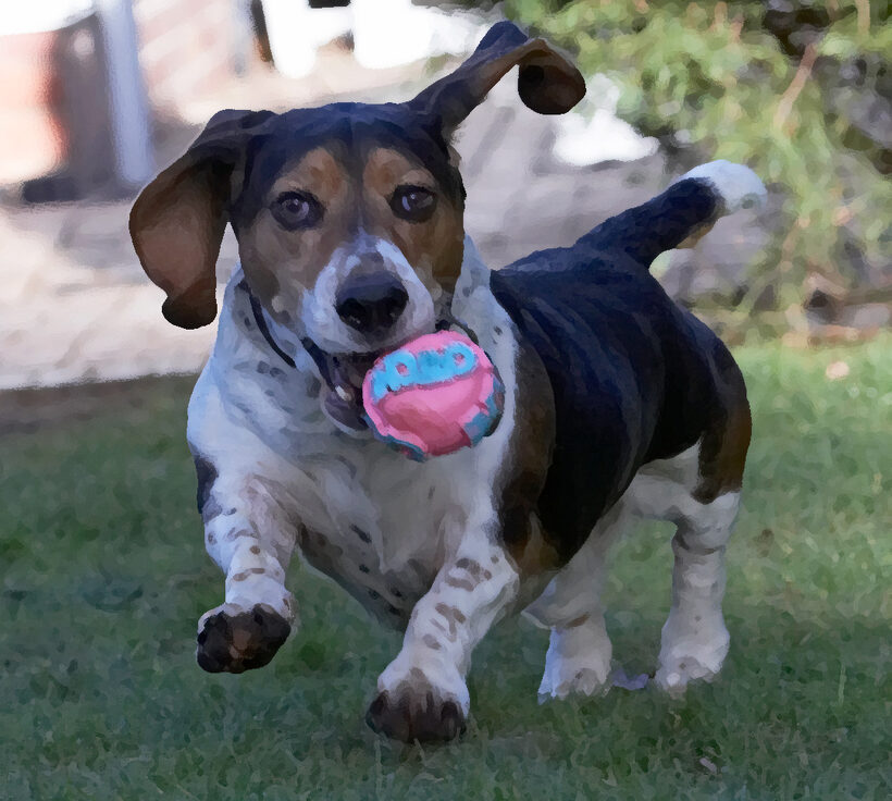 Bassett hound, Dog, Dogs, Humphrey