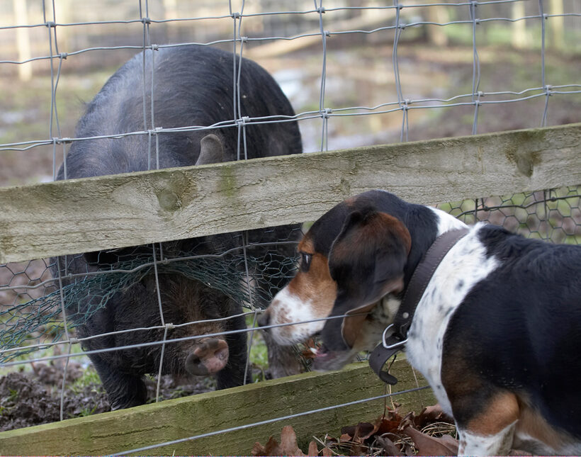 Bassett hound, Berkshire pig, Dog, Dogs, Humphrey, Pigs
