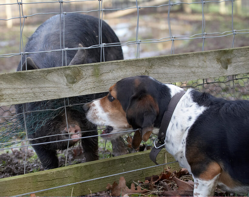 Bassett hound, Berkshire pig, Dog, Dogs, Humphrey, Pigs