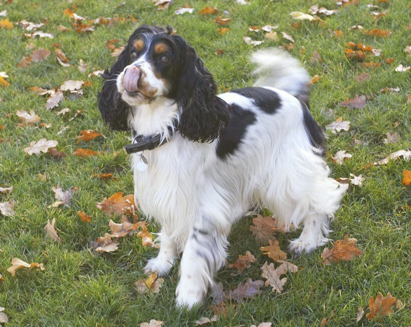Cocker Spaniel, Dog, Dogs, Play, Playing, Playtime, Spaniels, Stand, Standing, Tongue, Ziggy