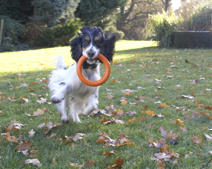 Cocker Spaniel, Dog, Dogs, Play, Playing, Playtime, Run, Running, Spaniels, Ziggy