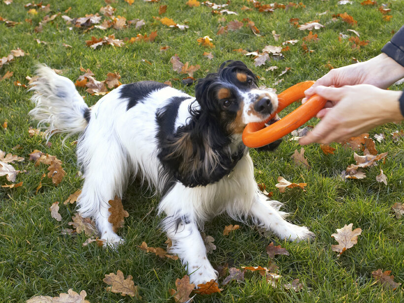 Cocker Spaniel, Dog, Dogs, Play, Playing, Playtime, Spaniels, Tug-o-war, Ziggy