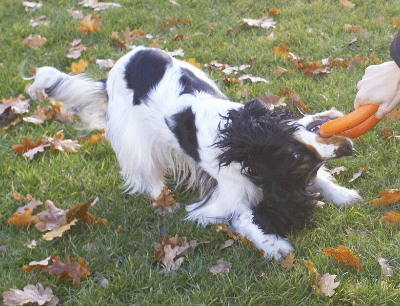 Cocker Spaniel, Dog, Dogs, Play, Playing, Playtime, Spaniels, Tug-o-war, Ziggy