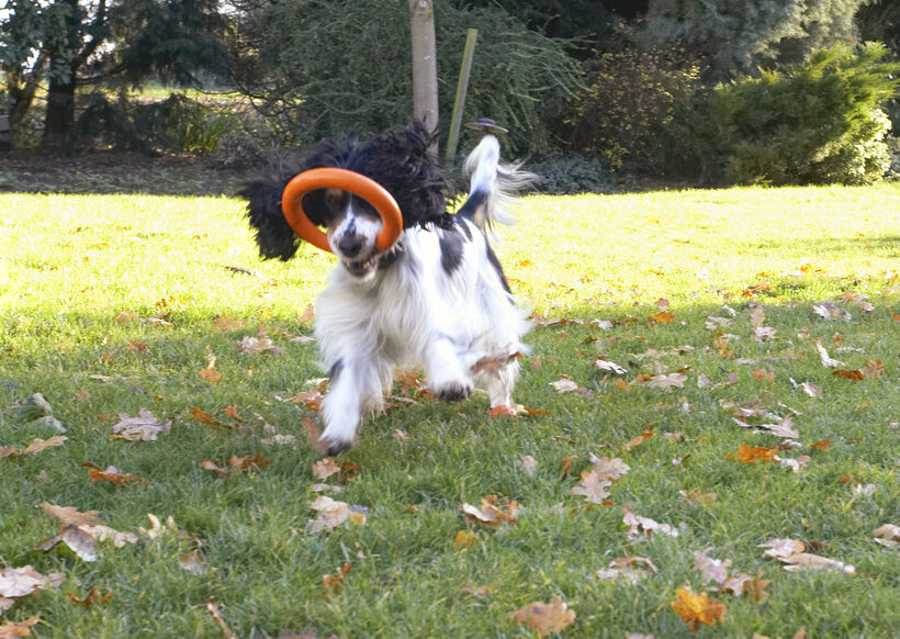 Cocker Spaniel, Dog, Dogs, Play, Playing, Playtime, Run, Running, Spaniels, Ziggy