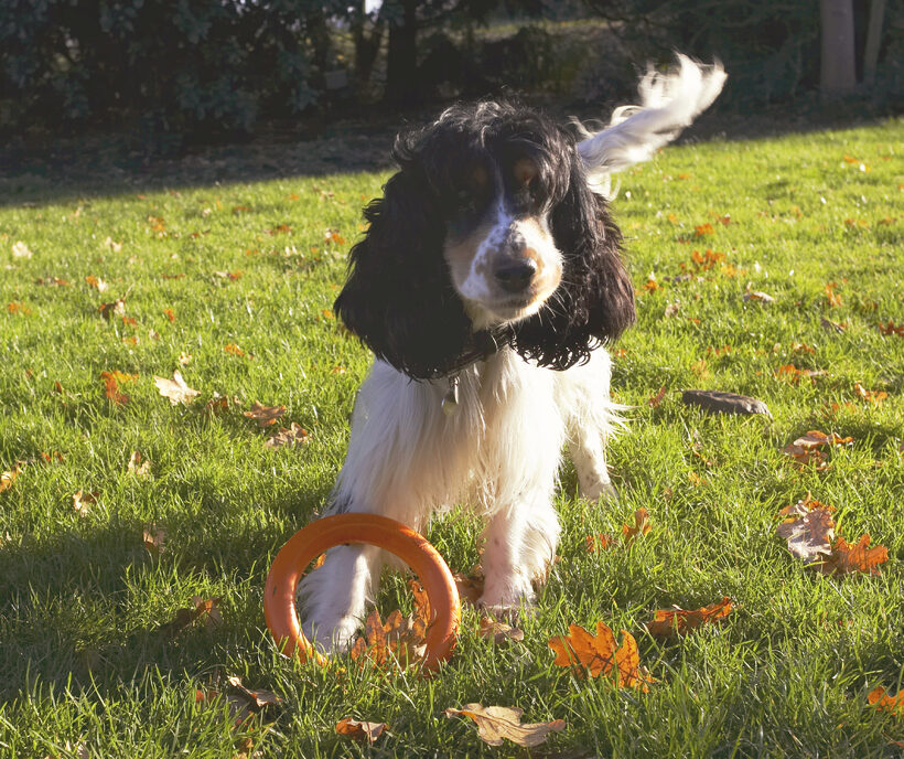 Cocker Spaniel, Dog, Dogs, Play, Playing, Playtime, Spaniels, Ziggy