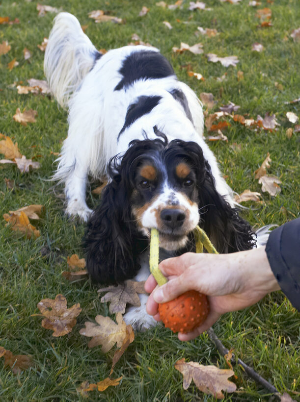 Cocker Spaniel, Dog, Dogs, Play, Playing, Playtime, Spaniels, Tugo-war, Ziggy