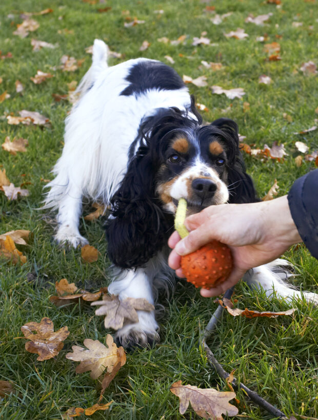 Cocker Spaniel, Dog, Dogs, Play, Playing, Playtime, Spaniels, Tug-o-war, Ziggy