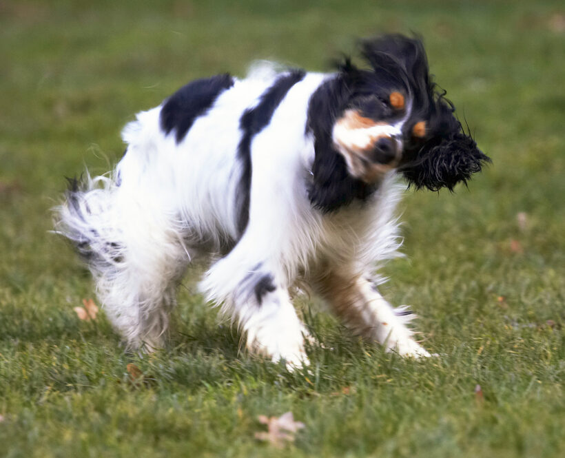 Cocker Spaniel, Dog, Dogs, Play, Playing, Playtime, Spaniels, Ziggy