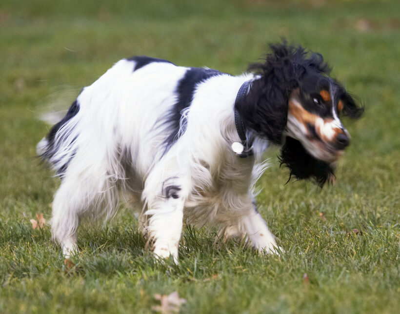 Cocker Spaniel, Dog, Dogs, Play, Playing, Playtime, Spaniels, Ziggy