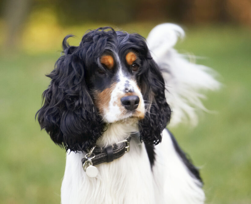 Cocker Spaniel, Dog, Dogs, Head, Play, Playing, Playtime, Spaniels, Ziggy