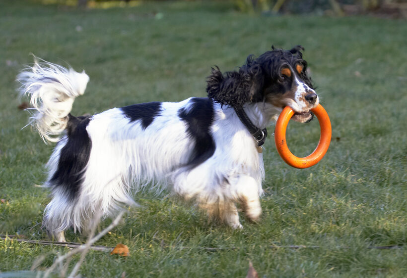 Cocker Spaniel, Dog, Dogs, Play, Playing, Playtime, Spaniels, Ziggy