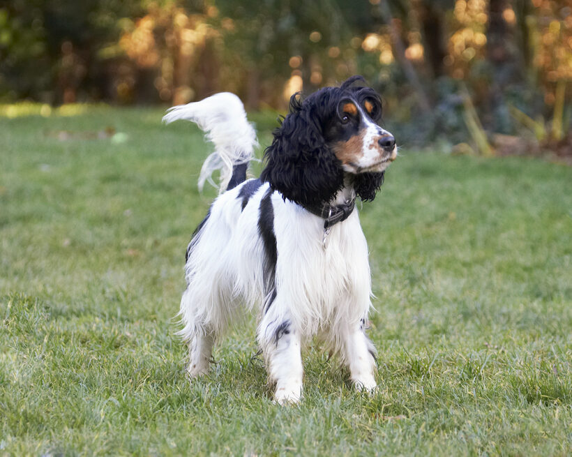 Cocker Spaniel, Dog, Dogs, Play, Playing, Playtime, Spaniels, Stand, Standing, Ziggy