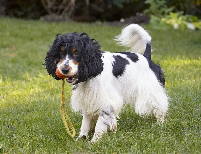Ball, Cocker Spaniel, Dog, Dogs, Play, Playing, Playtime, Spaniels, Ziggy