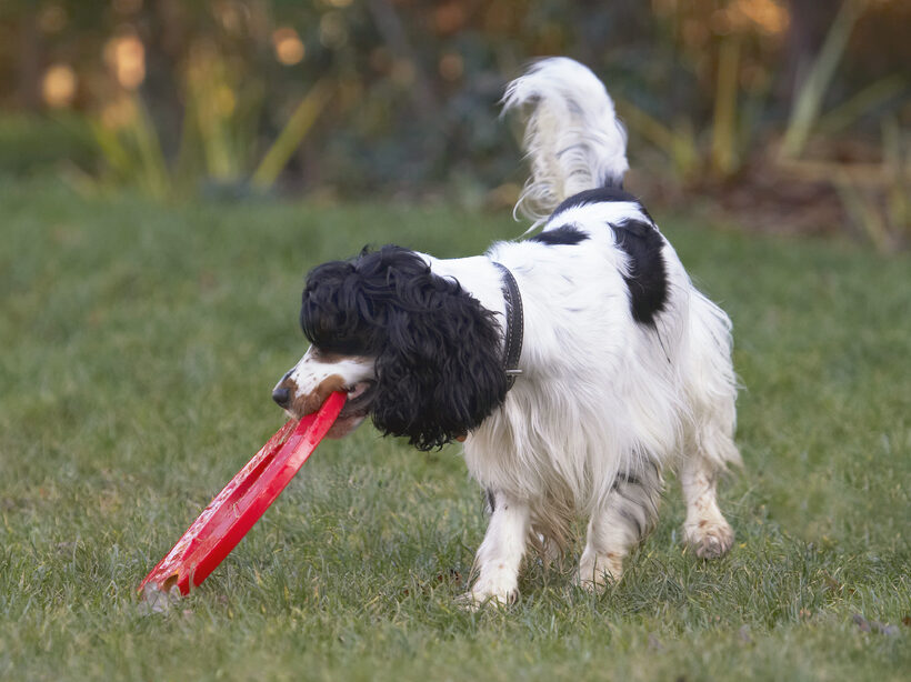 Cocker Spaniel, Dog, Dogs, Frisbee, Play, Playing, Playtime, Spaniels, Ziggy