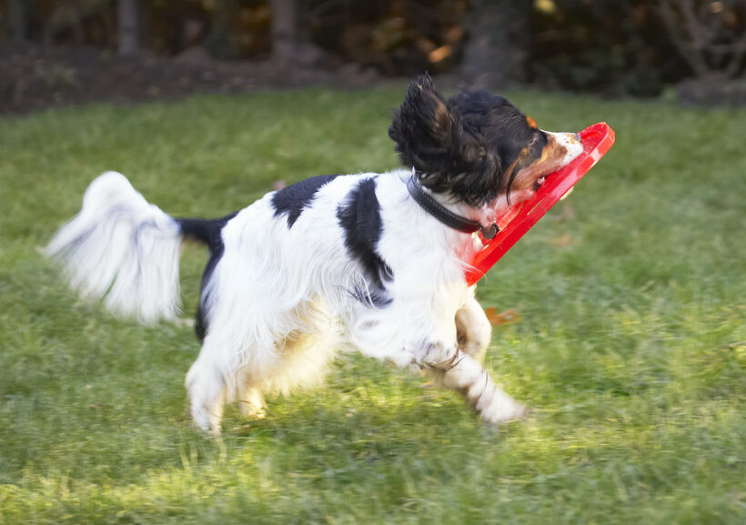 Cocker Spaniel, Dog, Dogs, Frisbee, Play, Playing, Playtime, Run, Running, Spaniels, Ziggy