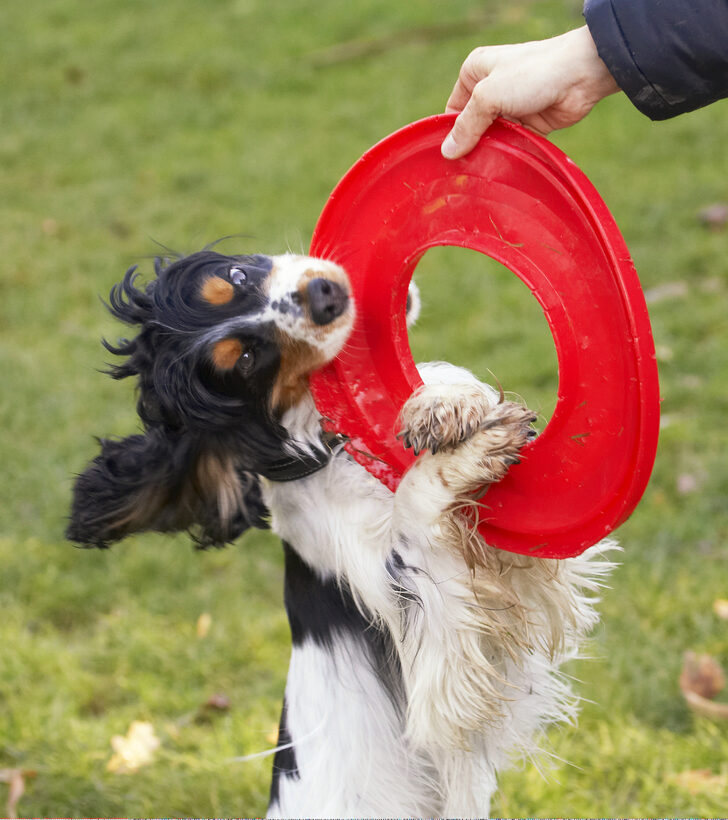 Cocker Spaniel, Dog, Dogs, Frisbee, Play, Playing, Playtime, Spaniels, Tug-o-war, Ziggy