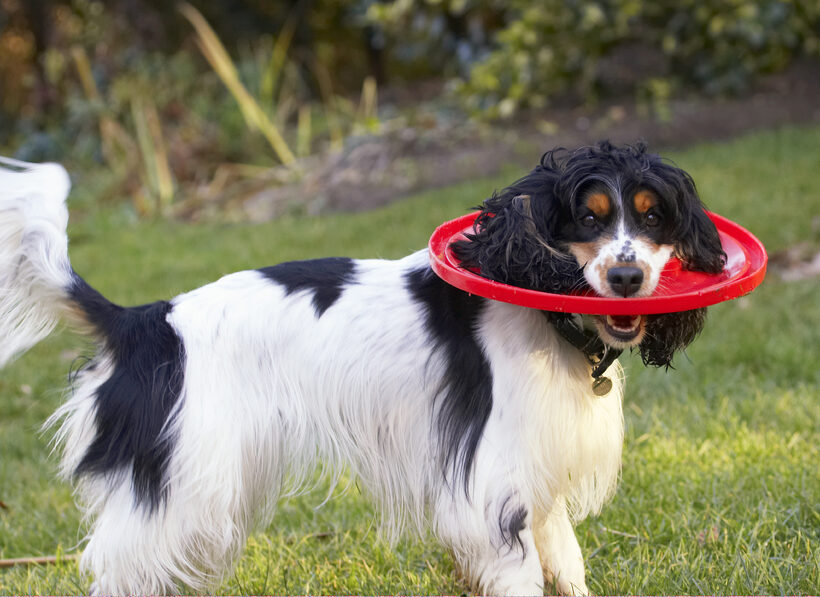 Cocker Spaniel, Dog, Dogs, Frisbee, Play, Playing, Playtime, Spaniels, Ziggy