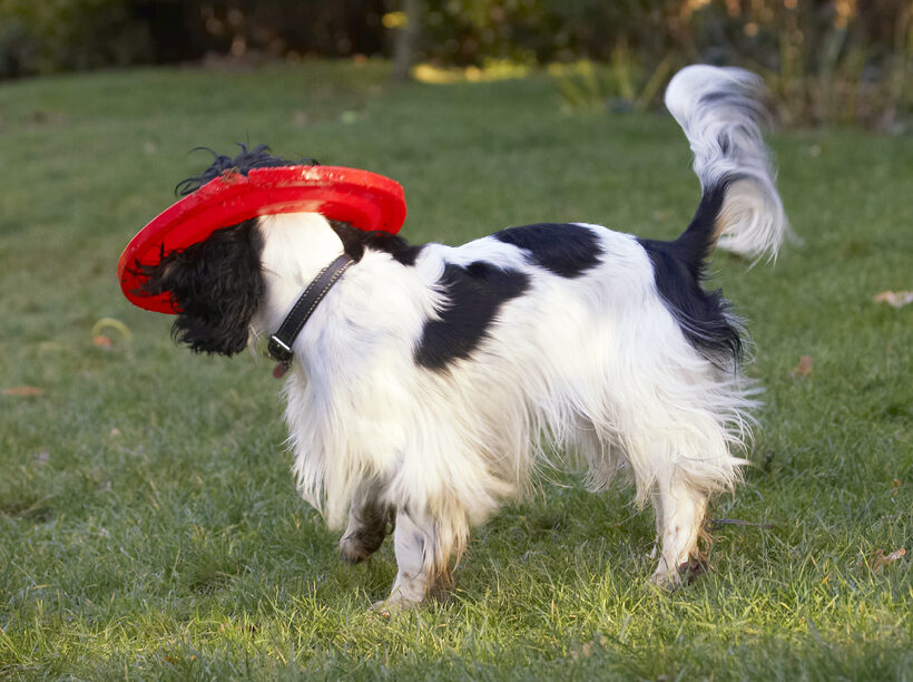 Cocker Spaniel, Dog, Dogs, Frisbee, Play, Playing, Playtime, Spaniels, Ziggy