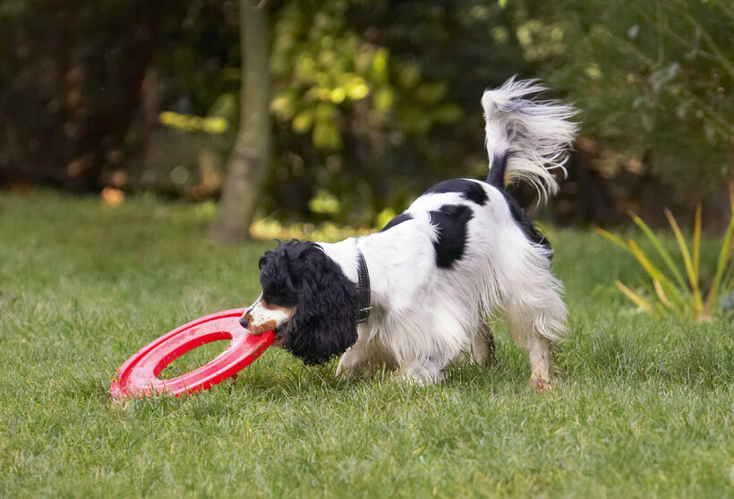 Cocker Spaniel, Dog, Dogs, Frisbee, Play, Playing, Playtime, Spaniels, Ziggy