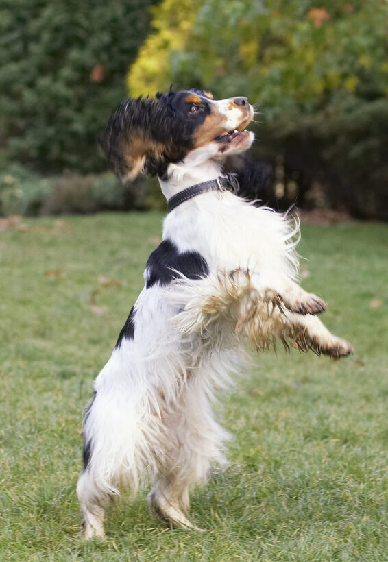 Cocker Spaniel, Dog, Dogs, Play, Playing, Playtime, Spaniels, Stand, Standing, Ziggy