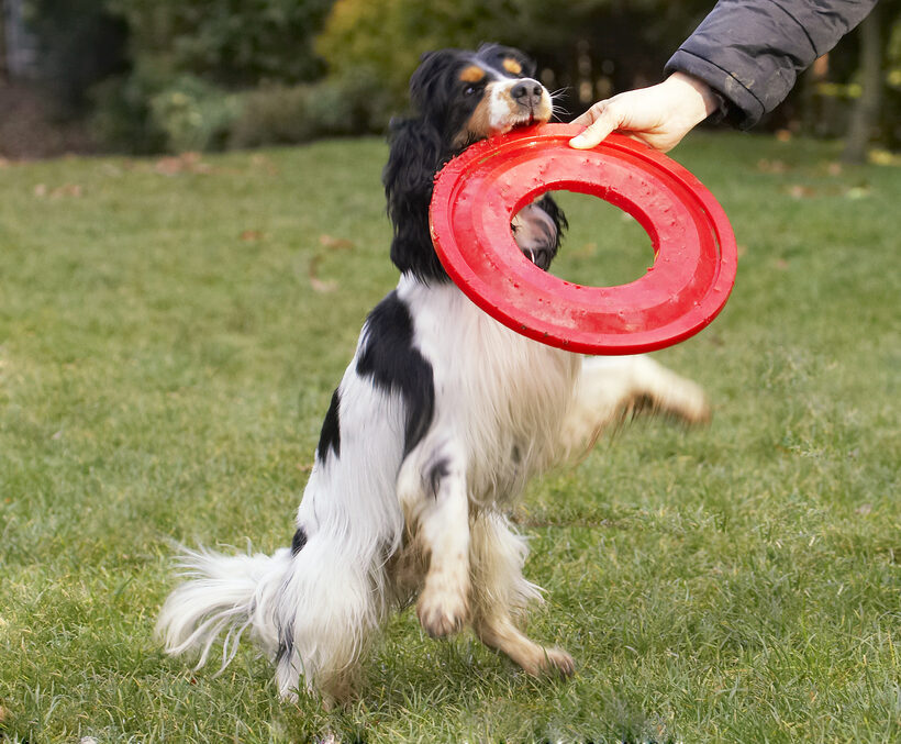 Cocker Spaniel, Dog, Dogs, Frisbee, Play, Playing, Playtime, Spaniels, Ziggy