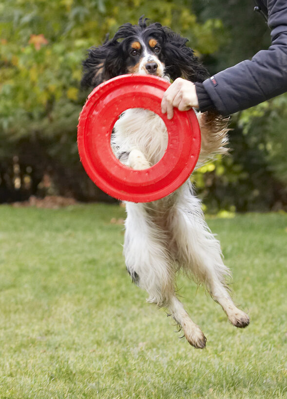 Cocker Spaniel, Dog, Dogs, Frisbee, Leap, Leaping, Play, Playing, Playtime, Spaniels, Ziggy