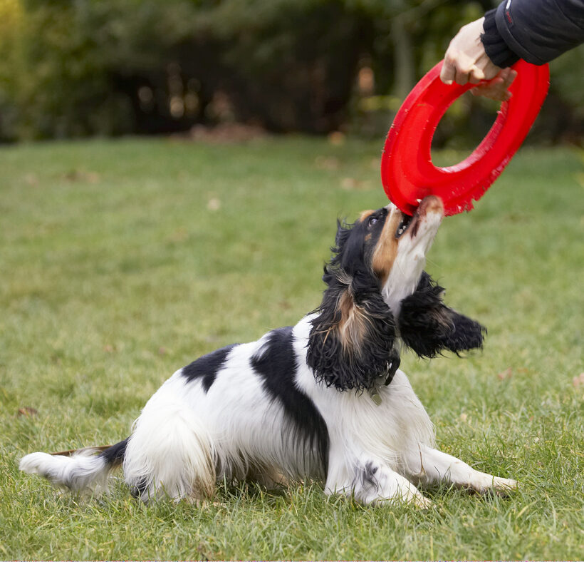 Cocker Spaniel, Dog, Dogs, Frisbee, Play, Playing, Playtime, Spaniels, Tug-o-war, Ziggy