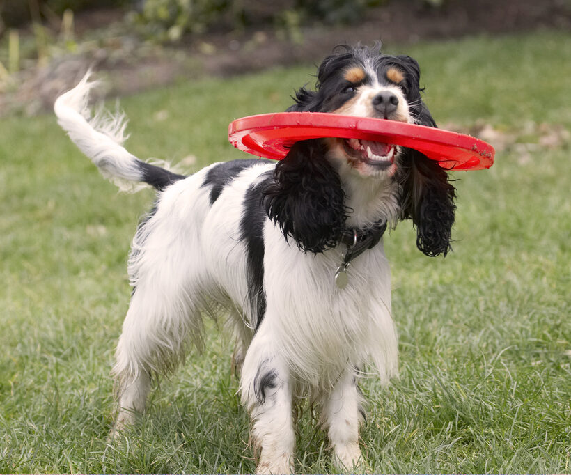 Cocker Spaniel, Dog, Dogs, Frisbee, Play, Playing, Playtime, Spaniels, Tail, Wag, Ziggy