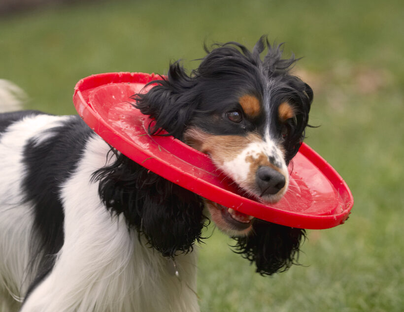 Cocker Spaniel, Dog, Dogs, Frisbee, Head, Play, Playing, Playtime, Spaniels, Ziggy