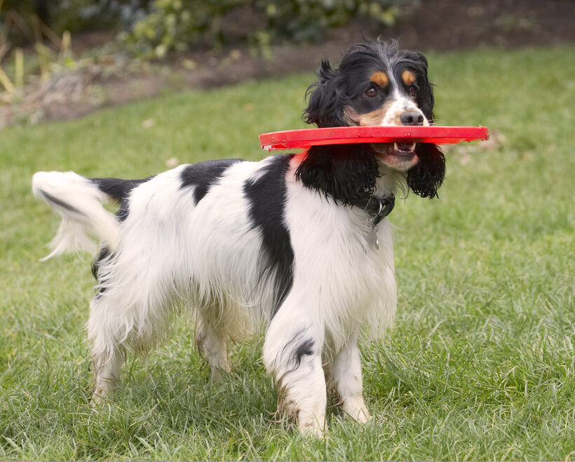 Cocker Spaniel, Dog, Dogs, Frisbee, Play, Playing, Playtime, Spaniels, Stand, Standing, Ziggy