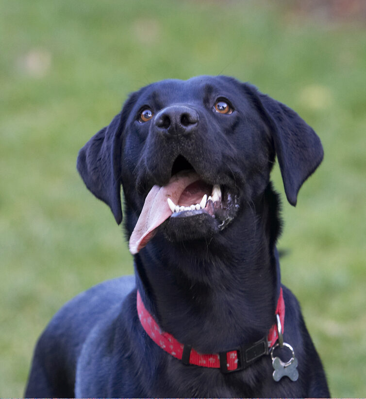 Dog, Dogs, Head, Labrador, Play, Playing, Playtime, Thelma, Tongue