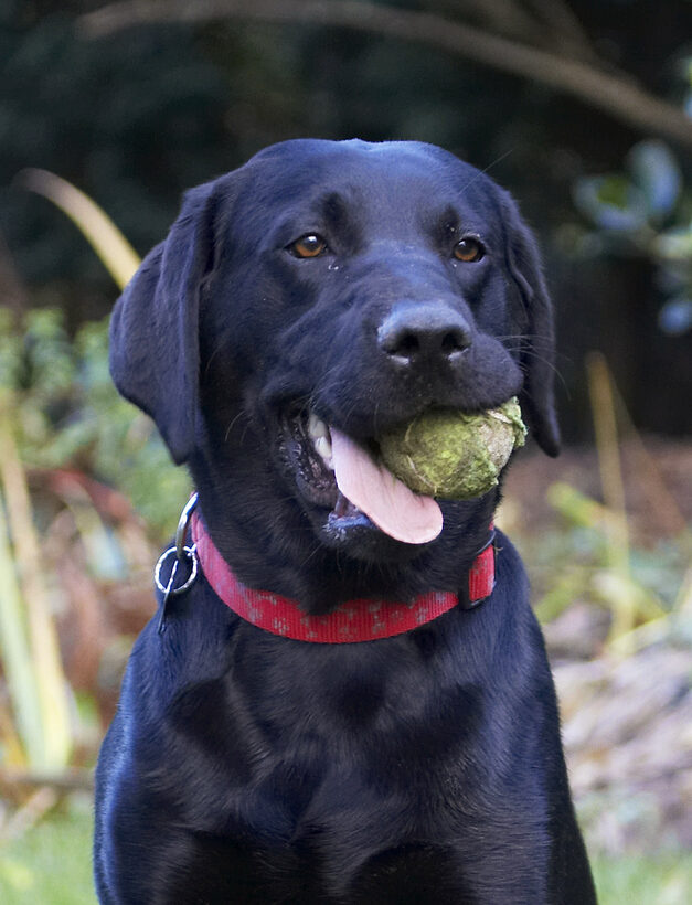Ball, Dog, Dogs, Head, Labrador, Play, Playing, Playtime, Thelma, Tongue