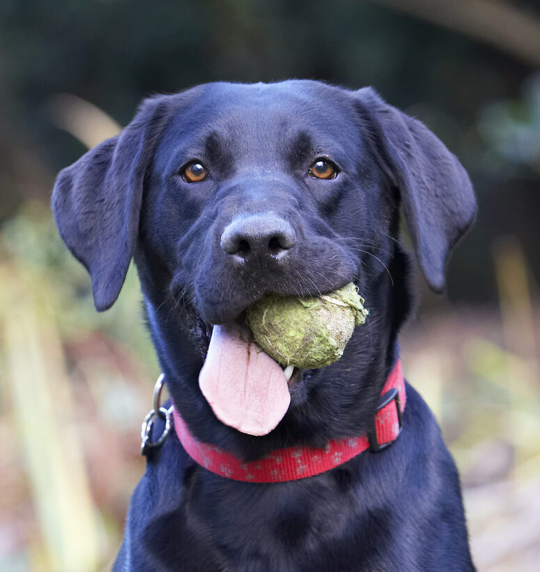 Ball, Dog, Dogs, Head, Labrador, Play, Playing, Playtime, Thelma, Tongue