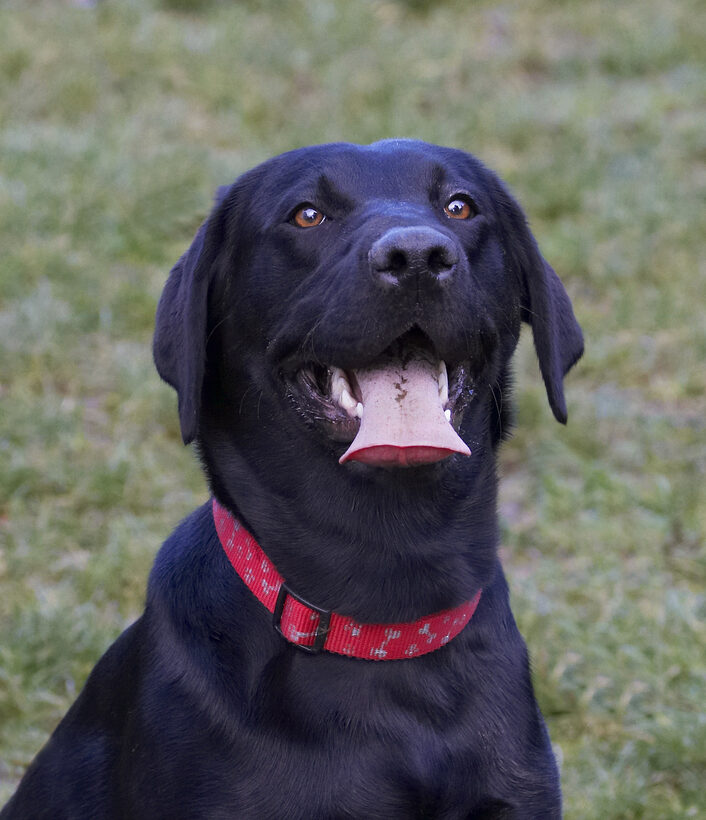 Dog, Dogs, Head, Labrador, Play, Playing, Playtime, Thelma, Tongue