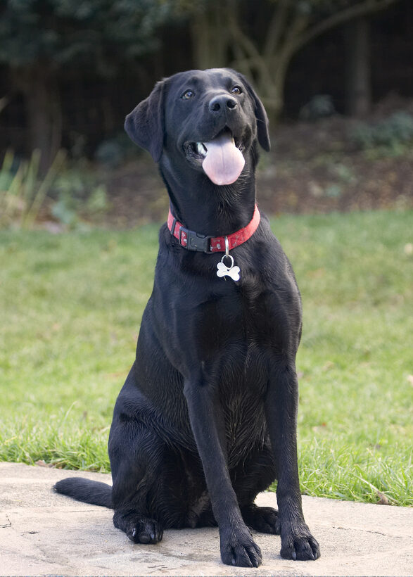 Dog, Dogs, Labrador, Play, Playing, Playtime, Sit, Sitting, Thelma, Tongue