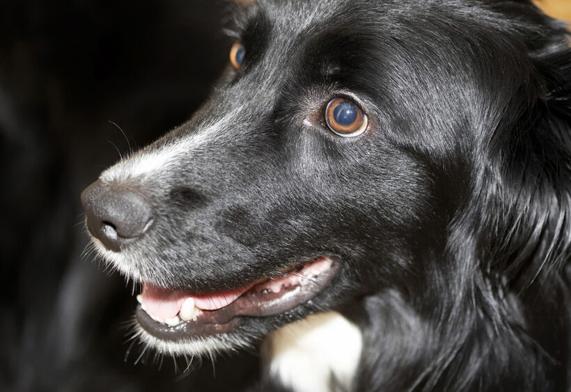 Barney, Border Collie, Collies, Dog, Dogs, Smile